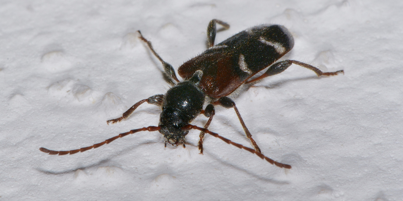 Cerambicidae:   Poecilium alni